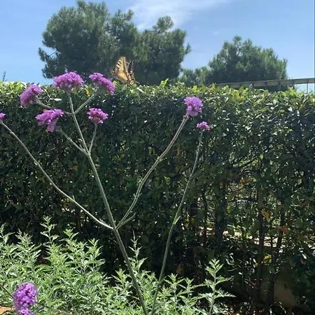 Zia Regina Bed & Breakfast 3*